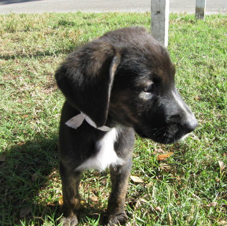 Achilles the Heroic Puppy
