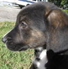 Achilles the Heroic Puppy