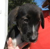Achilles the Heroic Puppy