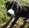 Theseus the Brave Puppy