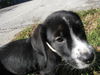 Theseus the Brave Puppy