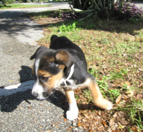 Orpheus the Curious Puppy