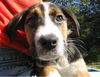 Orpheus the Curious Puppy