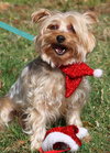 Jasper the Jazzy Yorkie