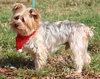 Jasper the Jazzy Yorkie