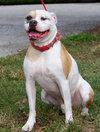 Roxy the American Bulldog