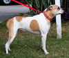Roxy the American Bulldog