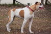 Roxy the American Bulldog