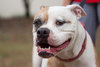 Roxy the American Bulldog