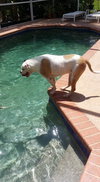 Roxy the American Bulldog