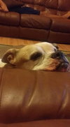 Roxy the American Bulldog