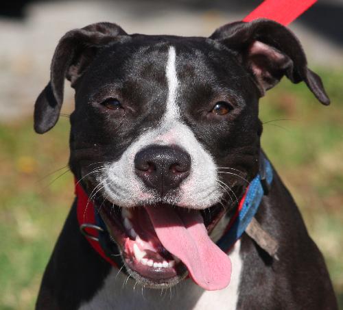 Divia the Divine Hound/Terrier