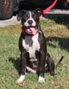 Divia the Divine Hound/Terrier