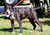 Divia the Divine Hound/Terrier
