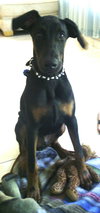 Rocky the Energetic Doberman