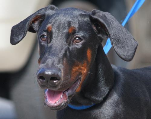 Rocky the Energetic Doberman