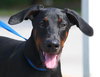 Rocky the Energetic Doberman