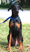Rocky the Energetic Doberman