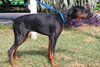Rocky the Energetic Doberman