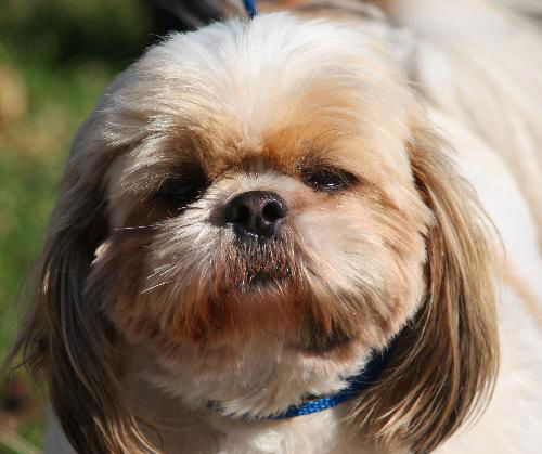 Brody the Shih Tzu