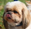 Brody the Shih Tzu