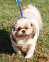 Brody the Shih Tzu