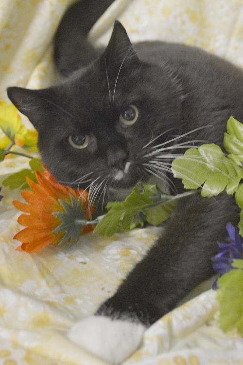 Harley the Declawed Tuxedo