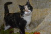 Sweet Pea the Declawed Calico