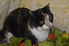 Sweet Pea the Declawed Calico