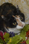 Sweet Pea the Declawed Calico