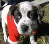 Kettle the Boxer Blend Puppy