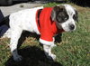 Kettle the Boxer Blend Puppy