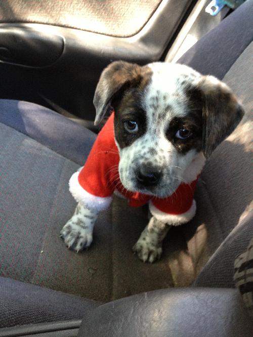 Kettle the Boxer Blend Puppy