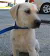 Marley the Yellow Lab Puppy