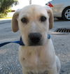 Marley the Yellow Lab Puppy