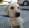 Marley the Yellow Lab Puppy
