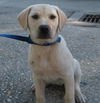 Marley the Yellow Lab Puppy