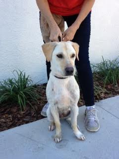 Marley the Yellow Lab Puppy