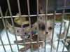 Floyd the Puppy