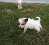 Floyd the Puppy