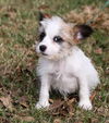 Floyd the Puppy
