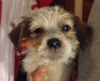 Fonzi the Puppy