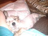 Fonzi the Puppy