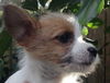 Foxy the Puppy