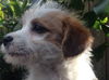 Foxy the Puppy