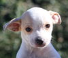 Snowball the Whippet Blend Puppy