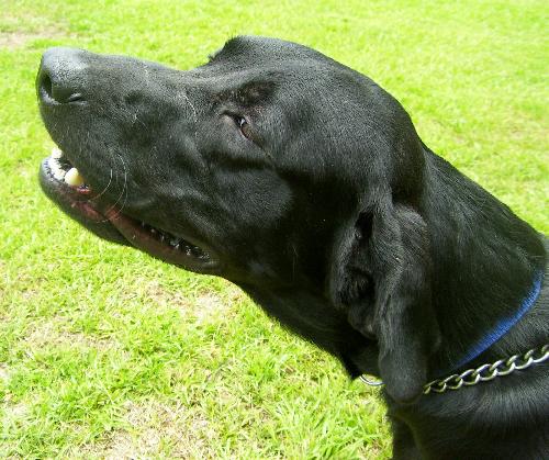 Hurley the Black Lab