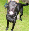 Hurley the Black Lab