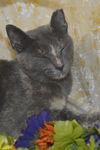 Juno the Sweet Tortie