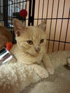 Gilligan the Kitten
